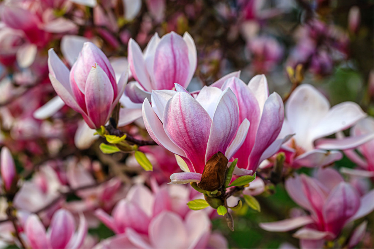 AKO ZASADITE OVU BILJKU VRATIĆE VAM SE STARA LJUBAV: Kažu da je ovo najstariji cvet na planeti!