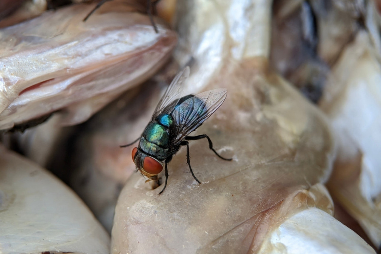 SKRIVENO MESTO U KUĆI NA KOJEM MUVE LEGU JAJA: Smučiće vam se život kada čujete gde se kriju!