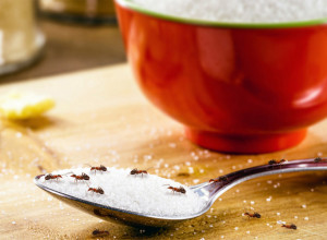 KAKO DA SPREČITE INVAZIJU MRAVA? Dva neobična sastojka će ih provereno oterati, jednog se plaše, a drugi ih iritira!