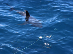 PONOVO SNIMLJENA AJKULA U GRČKOJ: Morska neman uslikana u najprometnijoj luci! (VIDEO)