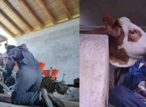 ANĐELIJA PRE ŠKOLE HRANI KRAVE, A ONDA UNIFORMU ZAMENI ZA HALJINU: Priča koja će vam ogrejati srce i dušu (VIDEO)