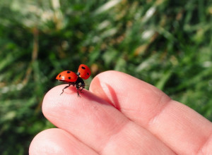 EVO KADA BUBAMARA MOŽE DA BUDE OPASNA - naročito za decu! Kada sleti na vas, to je znak