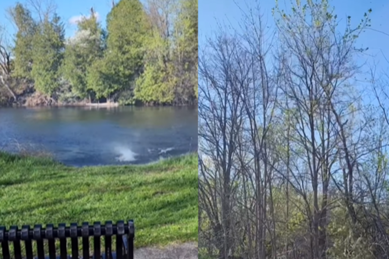 BILI SU U ŠETNJI A ONDA JE DETE VRISNULO: Blizak susret oca i sina sa ovom prirodnom pojavom, oduševio je mnoge! (VIDEO)