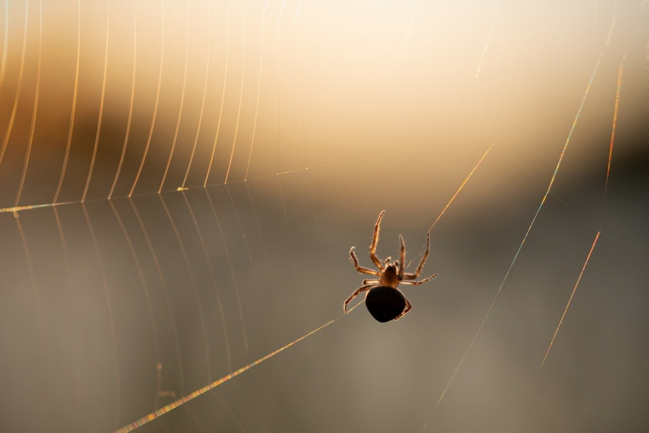 Uradite OVO i više nećete videti paukove i insekte u kući: Pet načina da se oslobodite buba! (VIDEO)