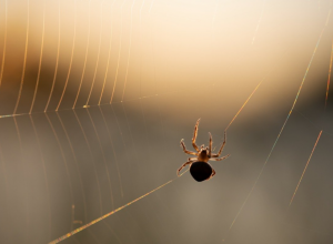 Uradite OVO i više nećete videti paukove i insekte u kući: Pet načina da se oslobodite buba! (VIDEO)