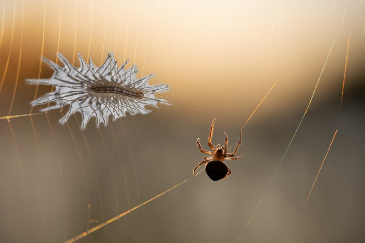 AKO VIDITE STONOGU ILI PAUKA U KUĆI, NE UBIJAJTE IH: Možda vas plaše i izazivaju jezu, ali rešavaju veliki problem