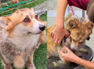 PRLJAVI PAS JE CVILEO UPLETEN U MREŽU: Dečak je spasao nepaćenu životinju, da vidite kakav je lepotan postao! (VIDEO)