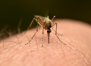 EVO ZAŠTO NE SMETE DA SE ČEŠETE POSLE UBODA KOMARCA: Važno upozorenje lekara, možete samo da pogoršate situaciju!