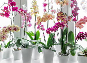 OVU TEČNOST ORHIDEJE VOLE VIŠE OD VODE: Zbog nje će cvetati čak i po vrućini! (VIDEO)