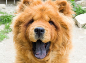 OVE RASE PASA SU U NAJVEĆEM RIZIKU OD TOPLOTNOG UDARA: Ako primetite ovaj simptom, odmah reagujte!