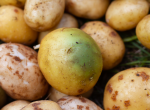 OVU VRSTU KROMPIRA NE SMETE DA JEDETE,  MOŽE DA BUDE OTROVNA: Na ovaj detalj morate da obratite pažnju!