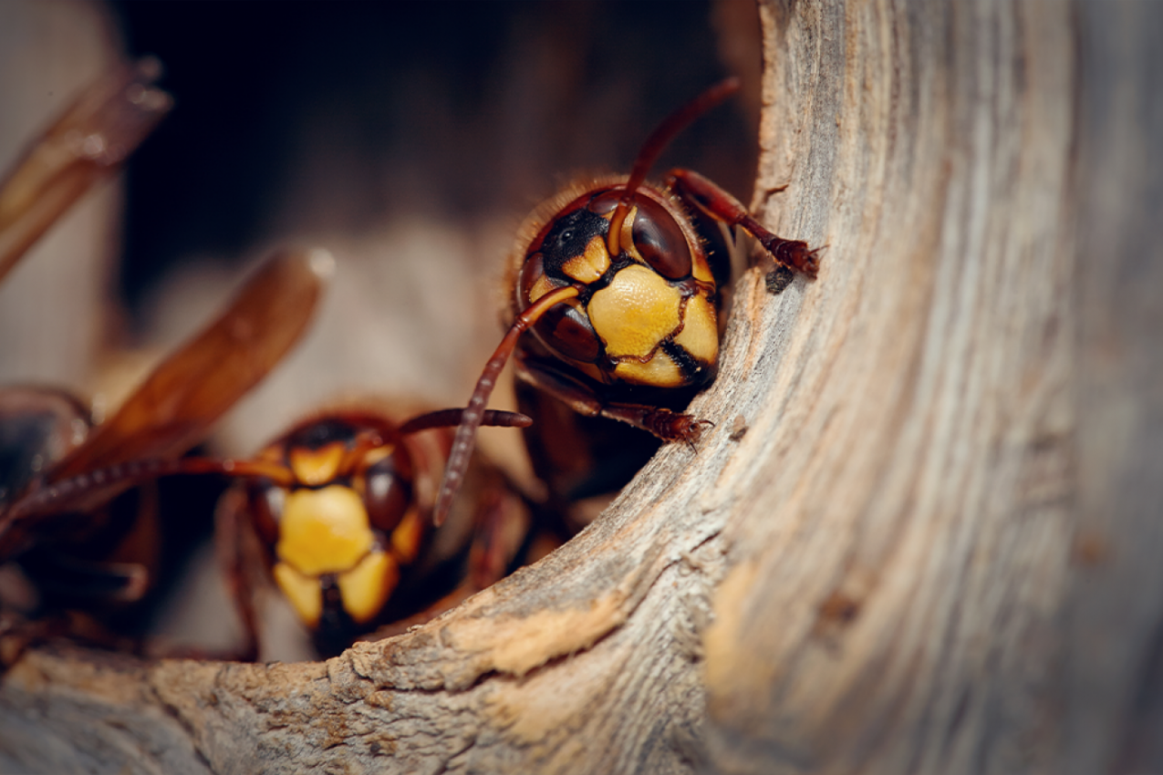 LJUTE OSE ĆE BEŽATI GLAVOM BEZ OBZIRA: Ovu stvar iz kuće ne podnose, tako ćete ih zauvek oterati!