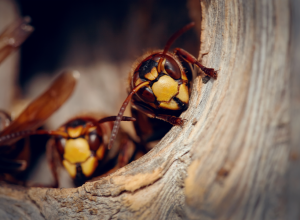 OVE 4 NAMIRNICE PROVERENO TERAJU OSE, KOMARCE, BUBAŠVABE I STRŠLJENOVE: Evo koju biljku insekti najviše mrze