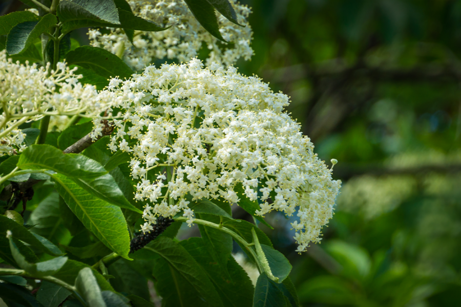 ONA JE DEMONSKO DRVO, VERUJE SE DA U NJENOJ KROŠNJI ŽIVE VILE: Neverovatno je lekovita, a nesreća čeka onog ko je poseče