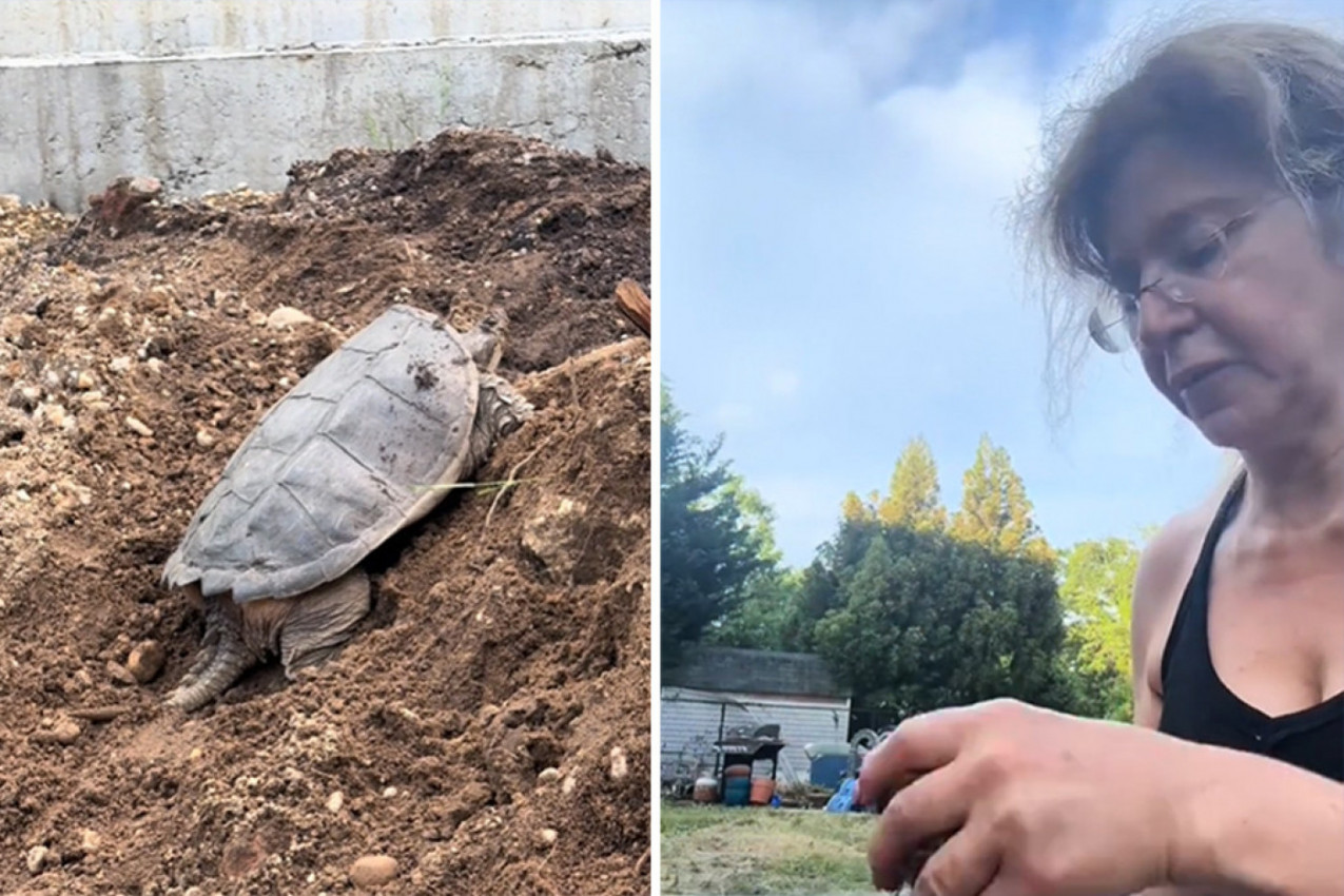 RENOVIRALI SU SVOJ DOM KADA SU VIDELI NEŠTO KAKO SE KREĆE PO ZEMLJI: Mislili su da su u opasnosti, kad se desilo ovo!