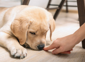 TRI ŽIVOTINJE MOGU DA OTKRIJU BOLEST KOD LJUDI, A JEDNE SE SVI GADE! Nisu psi jedini, imaju zanimljive "prijatelje"