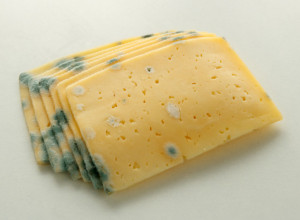 KAKO DA SPREČITE BUĐANJE SIRA? Uz genijalan kućni trik biće svež nedeljama!