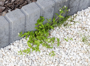 NAJJAČE SREDSTVO PROTIV KOROVA NE KOŠTA NI 100 DINARA: Napravite ga sami kod kuće, a instant rešava vaš problem!