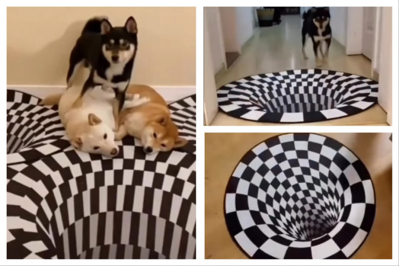 PROSTIRKA U VIDU OPTIČKE ILUZIJE ZBUNILA SVE LJUBIMCE: Evo kako su mačke ispale pametnije od pasa! (VIDEO)