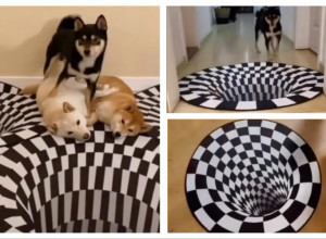 PROSTIRKA U VIDU OPTIČKE ILUZIJE ZBUNILA SVE LJUBIMCE: Evo kako su mačke ispale pametnije od pasa! (VIDEO)