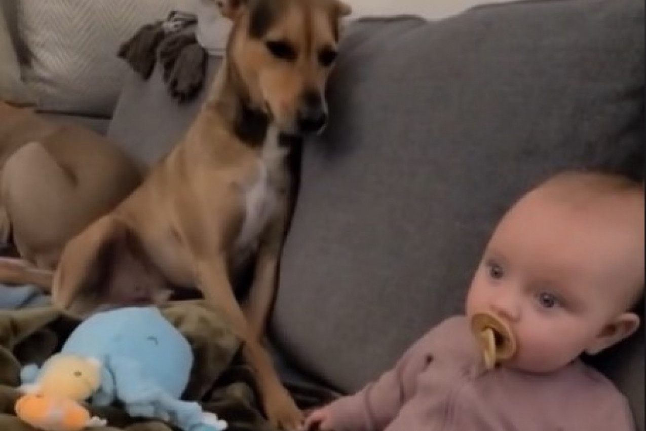 OVO JE DEFINICIJA LJUBAVI: Beba i pas rade ovo dok gledaju film, rastopili srca - ništa slađe nismo videli (VIDEO)