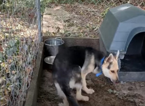 U KAVEZU JE ŽIVEO 4 GODINE: Dirljiv snimak psa nakon što je oslobođen - i kamen bi zaplakao (VIDEO)