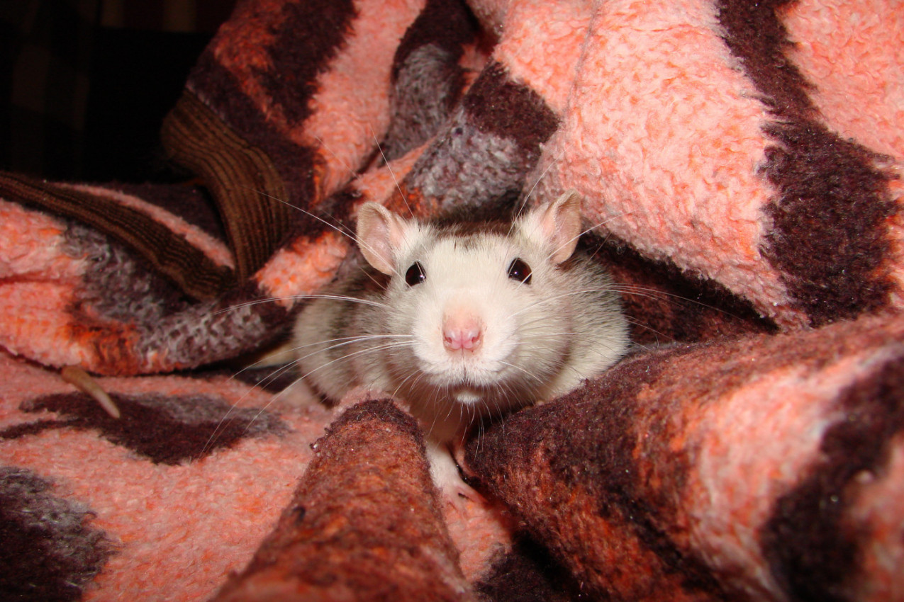 IZ SNA GA JE TRGAO OŠTAR BOL - KRV JE LIPTALA IZ PRSTA: Supruga je vrištala kad su shvatili šta ga je ujelo