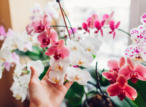 ORHIDEJE SU MI STALNO UMIRALE, DOK NISAM NAUČILA OVIH 5 ZLATNIH PRAVILA: Sada cvetaju kao lude!