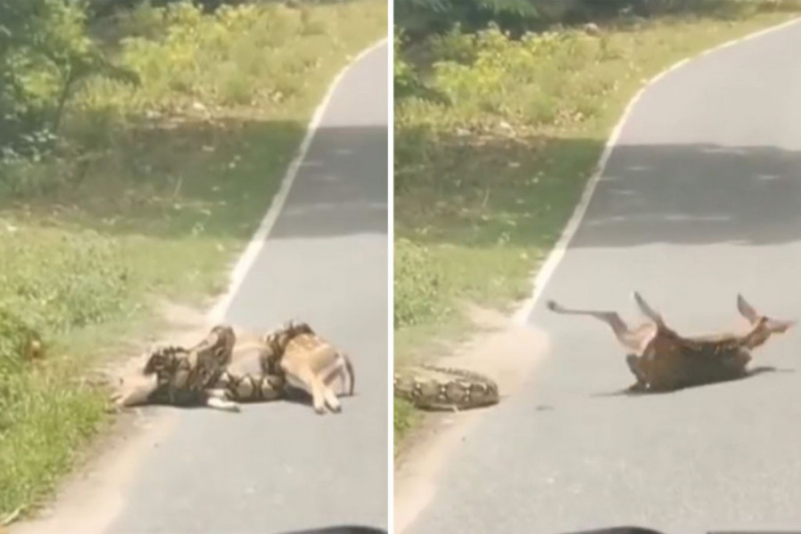 SCENA KOJA ĆE VAS SLOMITI: Piton je uhvatio lane i niko nije smeo ni da priđe - SAMO ON! Ovo morate videti (VIDEO)