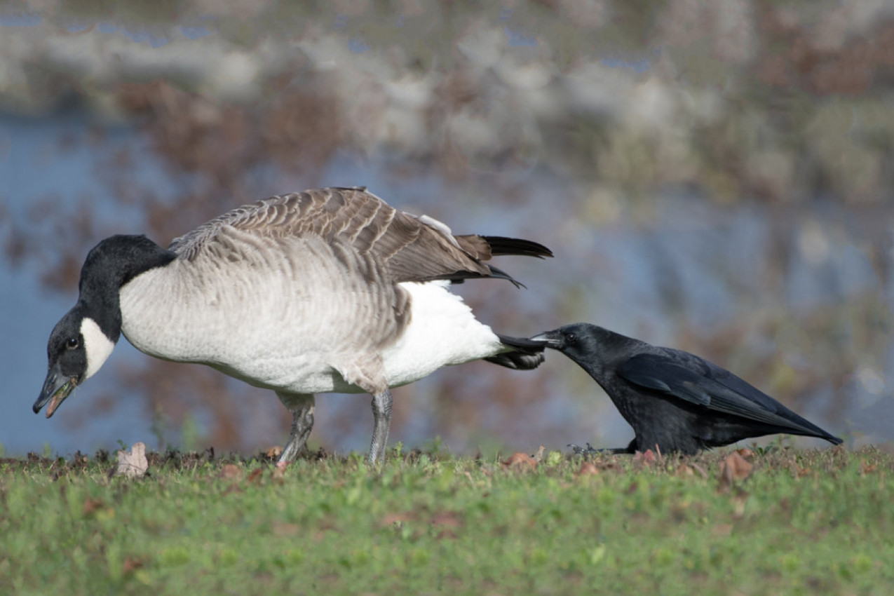 OPASNOST VREBA IZ VAZDUHA, VRANE I PATKE PRENOSE OPASNE INFEKCIJE! Ove bakterije mogu da budu FATALNE