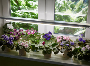 PODMLADITE AFRIČKE LJUBIČICE UZ POMOĆ KESE: Trik koji garantovano uvek uspeva - cvetaće kao lude