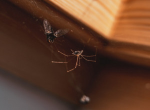 USKORO POČINJE NAJEZDA PAUKOVA, EVO ŠTA DA URADITE KAD VAM UĐU U KUĆU: Samo jedna stvar ih garantovano tera!