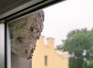 LETU SE BLIŽI KRAJ, A OPASNIH STRŠLJENA JE SVE VIŠE: Plaše se OVE stvari - jedino ih to potpuno eliminiše