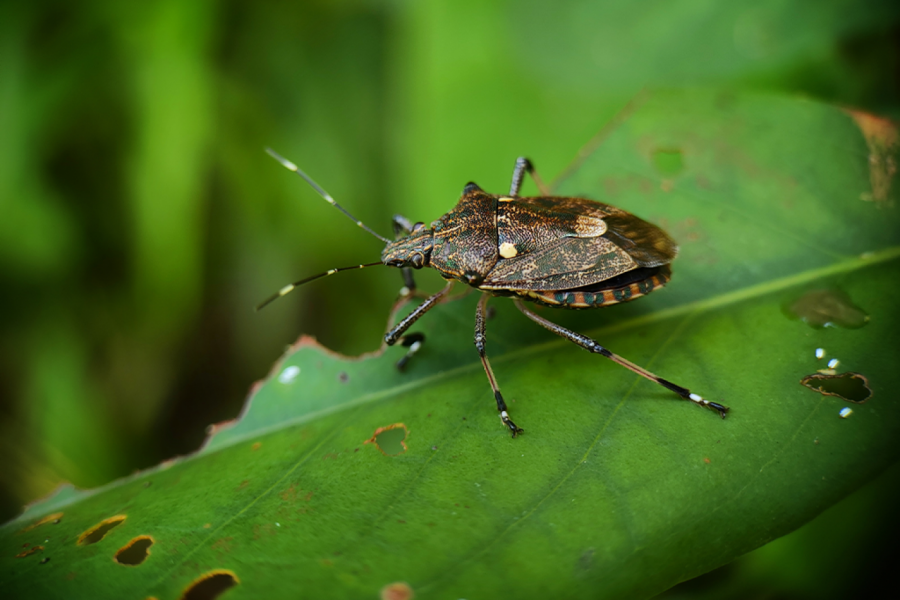 Kako da sprečite invaziju SMRDIBUBA: Jedna GREŠKA koju često činite može ih još više PRIVUĆI!