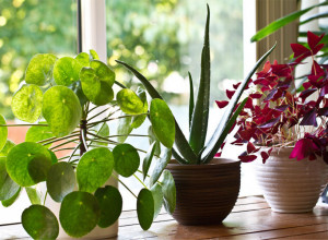 OVE BILJKE ĆE VAM REŠITI PROBLEM KONDENZACIJE I VLAGE U KUĆI: Nisu komplikovane za održavanje, a rade kao mašine