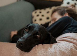 PRONAŠLI SU ŽENU IZGUBLJENU U ŠUMI: Ležala je bez svesti na kiši i na minus 5, a onda su na njenim grudima ugledali ŽIVOTINJU, i spasiocima su krenule suze! (VIDEO)