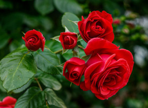 OVO BI VAM PROFESIONALCI DEBELO NAPLATILI, TRIK STAR 4.000 GODINA ĆE PREPORODITI VAŠE RUŽE: Kako da besplatno dobijete baštu iz snova! (VIDEO)