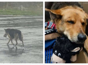 PROMRZAO PAS LUTAO JE ULICAMA I CVILEO, A I IZ USTA NIJE ISPUŠTAO JEDNU IGRAČKU: Kada su spasioci shvatili o čemu je reč, NISU MOGLI DA ZADRŽE SUZE! (VIDEO)