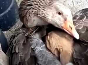 USRED ZIME IZGUBILI SU ŠTENE TOKOM ŠETNJE, bili su očajni i mislili da sigurno neće preživeti ledenu noć! Ali onda su im na vrata pokucali veterinari i ispričali neverovatnu priču! (VIDEO)