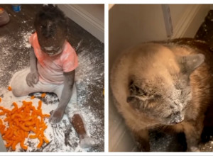 RODITELJI SU NAIŠLI NA NEVIĐENI HAOS: Ćerkica je bila kompletno prekrivena brašnom, ali glavni krivac sedeo je pognute glave pored nje! (VIDEO)