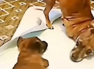 STARIJI PAS BEZ PREDNJIH NOGU POMAŽE ŠTENETU SA ISTIM PROBLEMOM: Prizor kida dušu i uči nas važnu lekciju! (VIDEO)