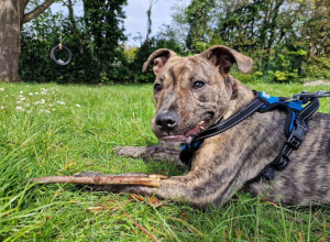 PRIŠAO JE ZAVEZANOJ KESI, NEŠTO ŽIVO SE MRDALO U NJOJ: Maleno, mršavo štene bez šape ostavljeno da je da umre, ali sudbina ima drugi plan!