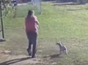 PAS JE NEPREKIDNO LAJAO U DVORIŠTU ZBOG ČUDNIH ZVUKOVA IZ ŠUPE: Žena je bila van sebe od straha - kad je skupila hrabrost i otvorila vrata dočekao ju je ZAPANJUJUĆ prizor!