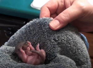 PORED PUTA JE PRONAŠAO DVA ČUDNA STVORENJA I ODNEO IH KUĆI: Hranio ih ne sluteći u šta će životinje da izrastu, usledio je ŠOK! (VIDEO)