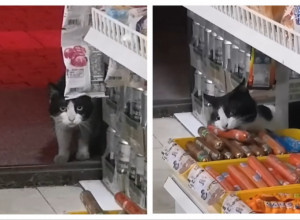 MAČAK REDOVNO KRAO KOBASICE IZ MARKETA: Evo šta je vlasnik prodavnice uradio kada je na snimcima video ko je lopov! (VIDEO)