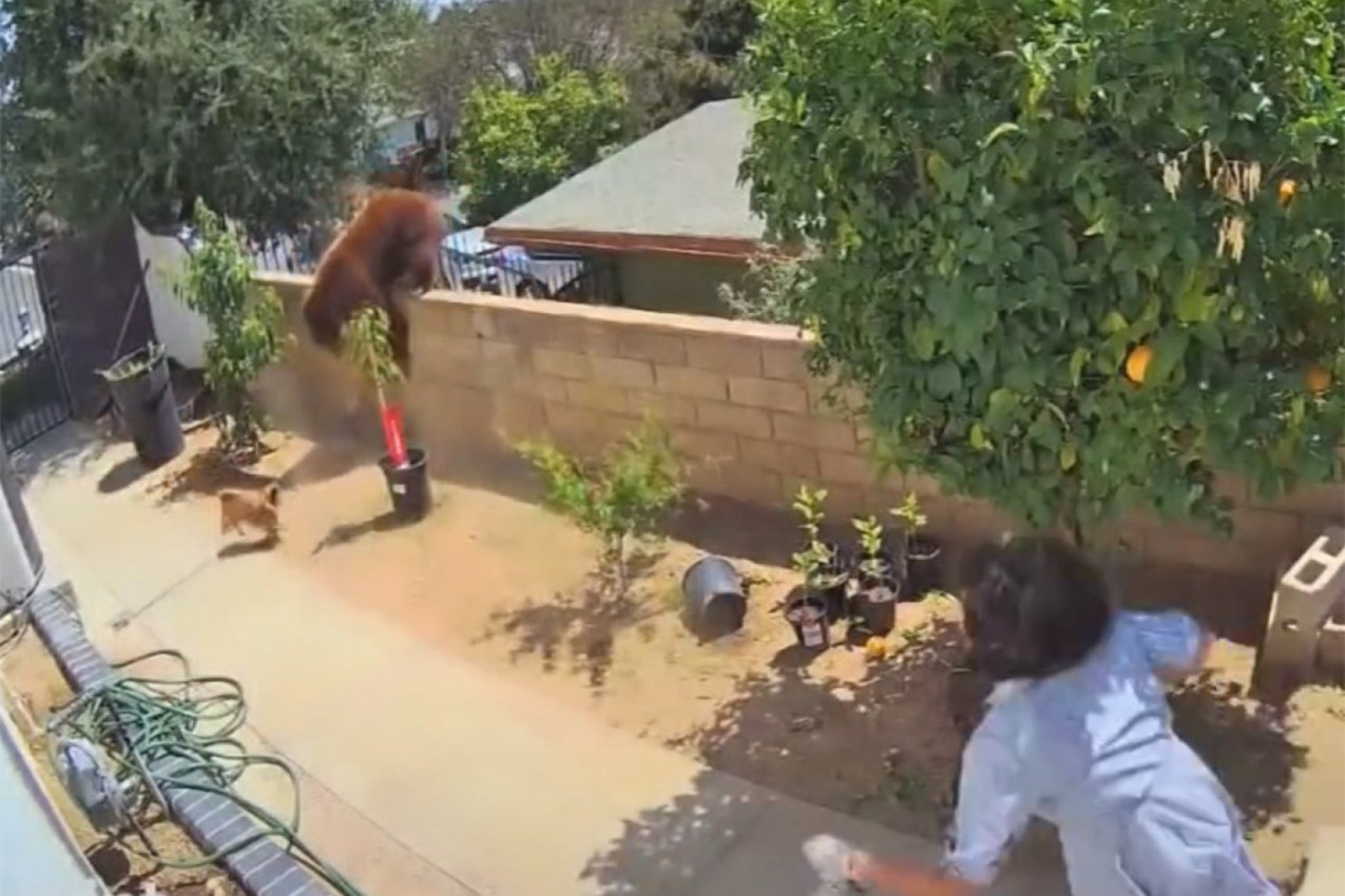 MEDVED JE ZGRABIO NJENOG PSA, A ONDA JE DEVOJČICA URADILA NEŠTO ŠOKANTNO: 17 miliona ljudi ostalo u neverici - ledi se krv u žilama! (VIDEO)