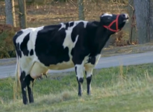 SPASLI SU KRAVU, ALI JE ONA STALNO RIKALA, TUGOVALA I PLAKALA: Kad su shvatili zašto to radi srce im se slomilo na komade! (VIDEO)