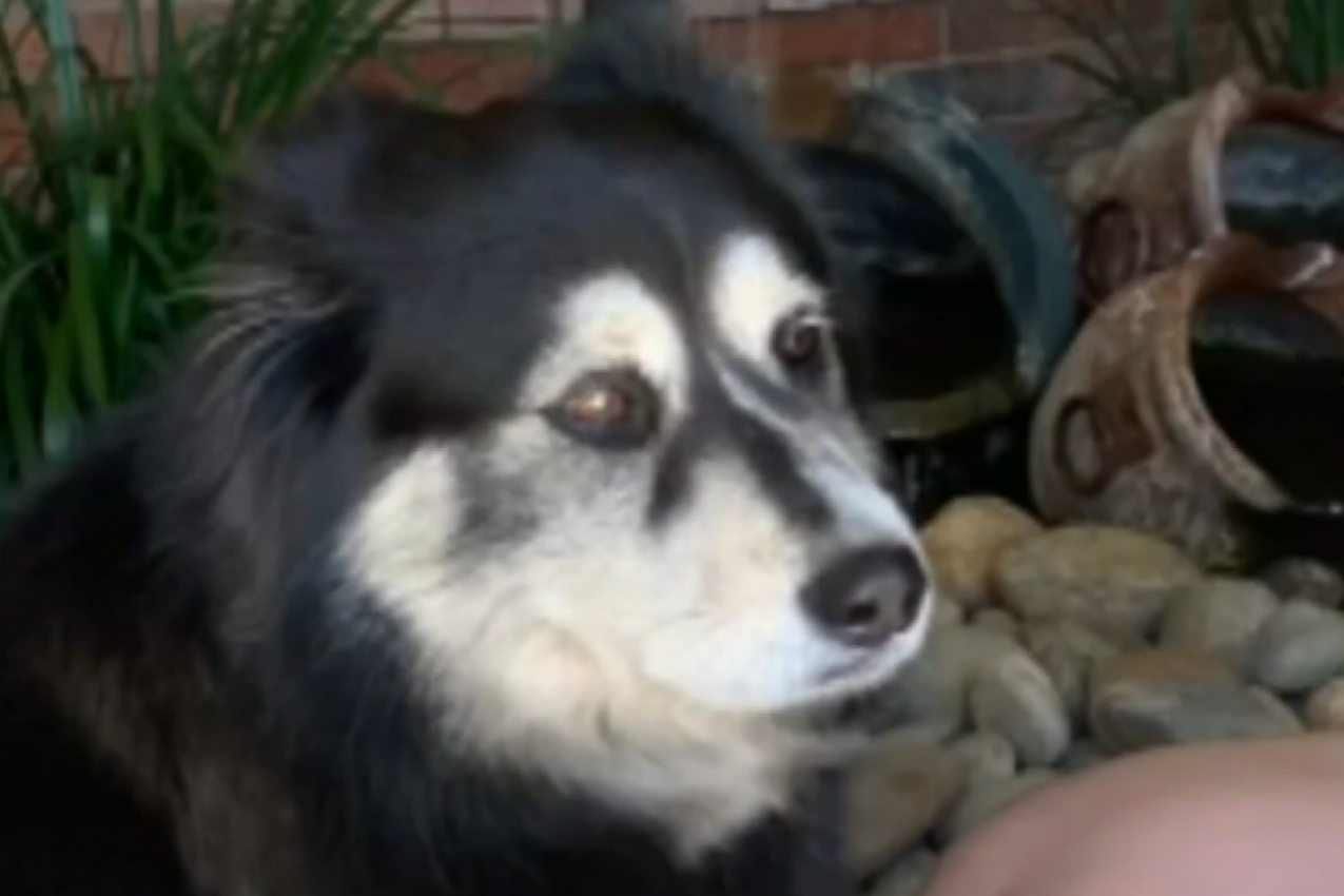 OVAJ PAS UPLAŠIO JE NAORUŽANOG PROVALNIKA I SPASAO BOLESNO DETE: Lopov pobegao u komšiluk, usledila i pucnjava! (VIDEO)