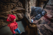 SKANDAL U ZOO-VRTU! ŽENA JE PLATILA STRAVIČNU CENU nakon što je danima gledala gorilu u oči i smešila mu se! Nije slušala upozorenja!