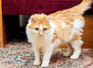 AKO SE VAŠA MAČKA STALNO TRLJA O VAS ILI NAMEŠTAJ U KUĆI - ima važnu poruku za sve! Ovo ponašanje nije bezazleno!